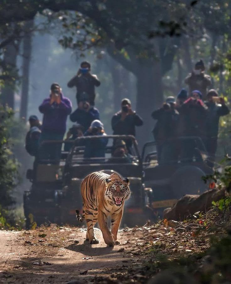 Assam tours