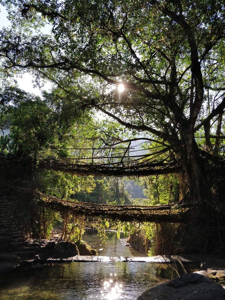 Best Things to Do in Meghalaya: Experiences Guide