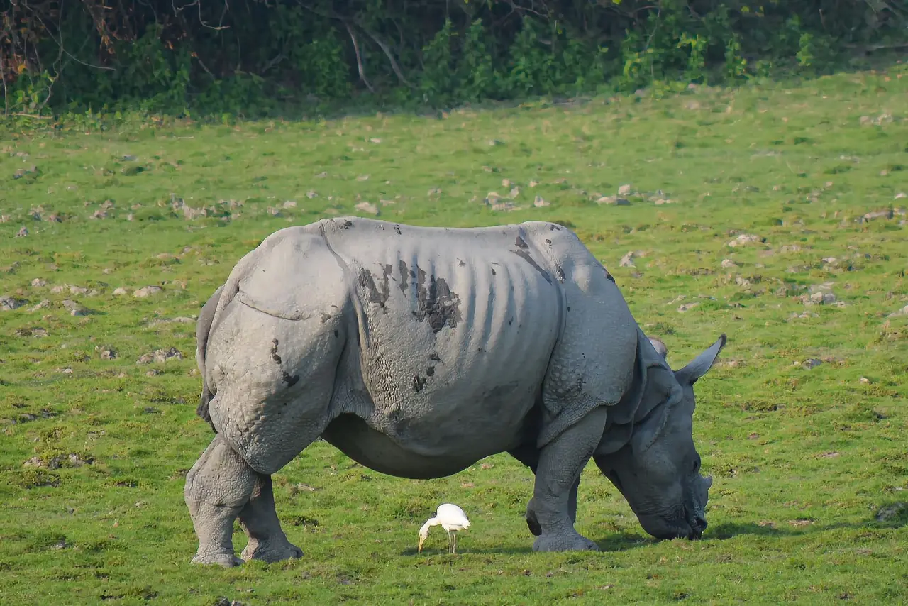 7 Nights Guwahati Shillong Kaziranga Tour