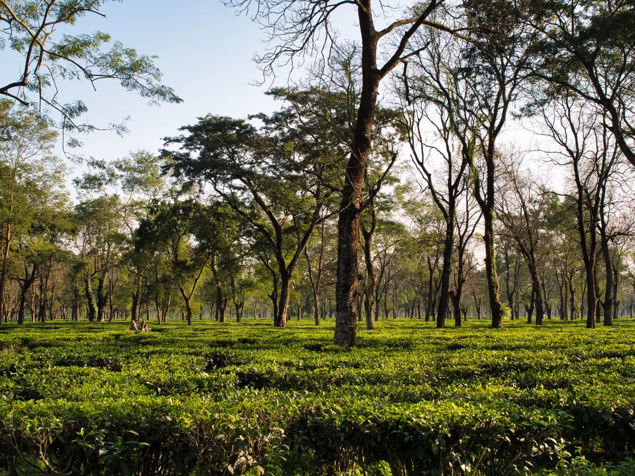 Lush green tea plantation with tall trees in Assam, India under clear sky.