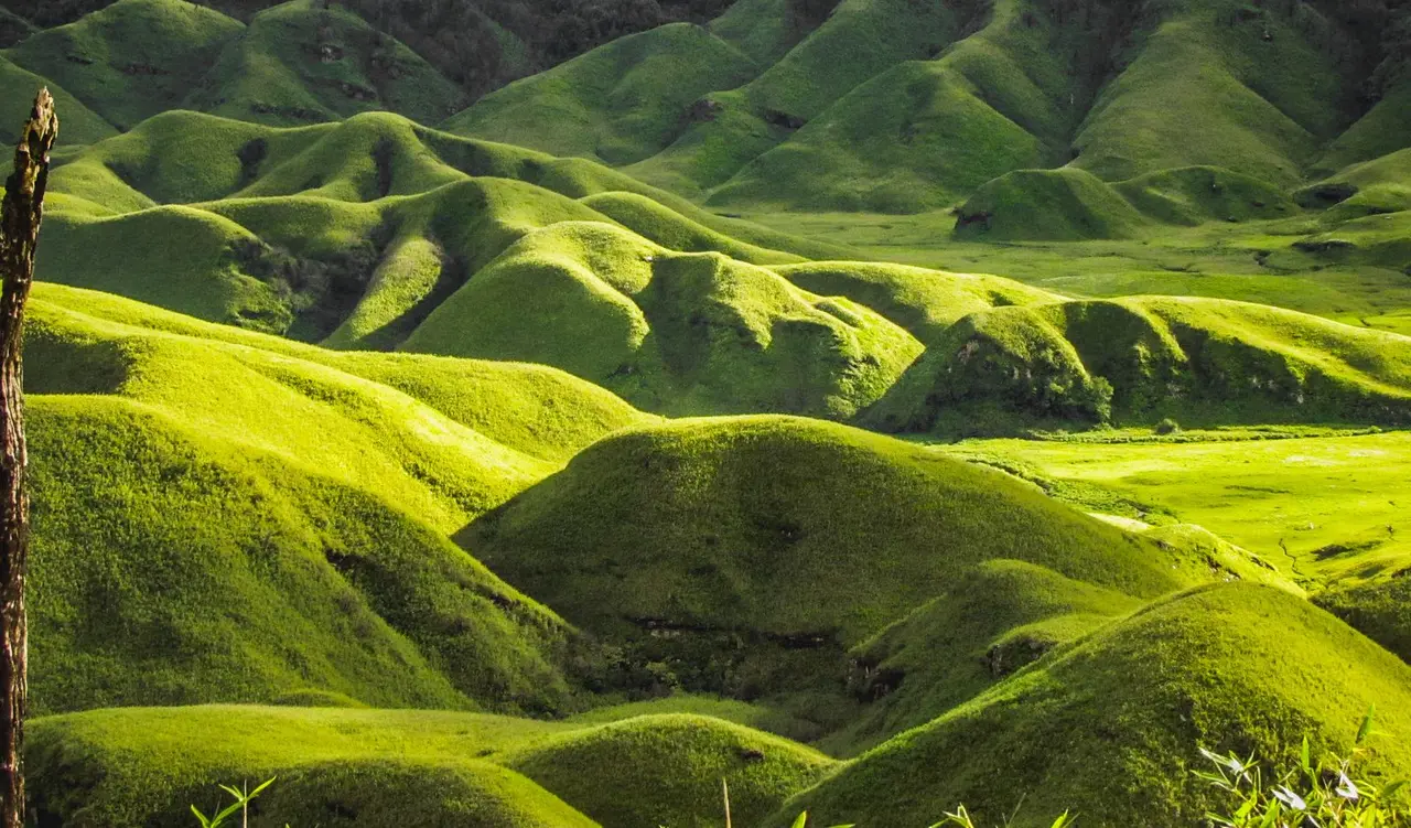 Explore the rolling green hills of Dzukou Valley in Nagaland, India, showcasing nature's serene beauty.